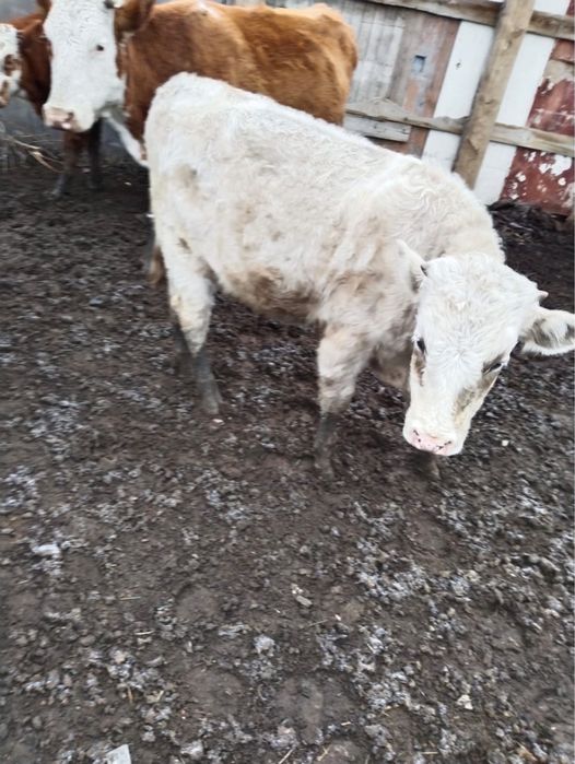 Патсос еркек баспактар сатылады!