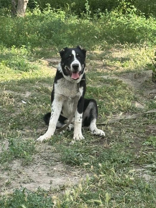 Туркман зотли ит