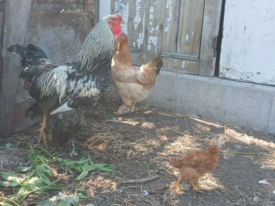Продам куры и цыплята