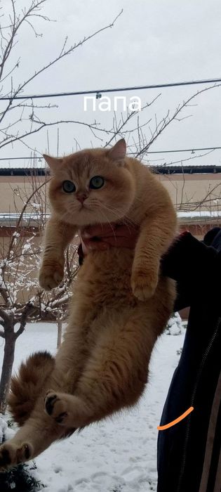 Котята британской шиншиллы