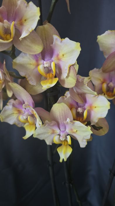 Эксклюзивная орхидея "Фонда"