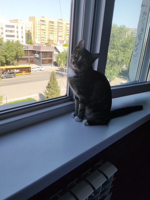Кошка 5 месяцев.