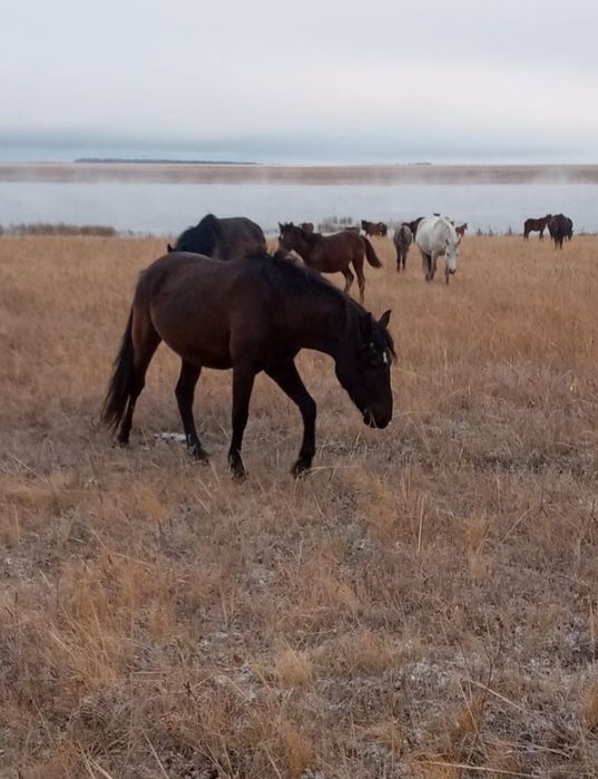 Мал табуга комек берем,кора бар