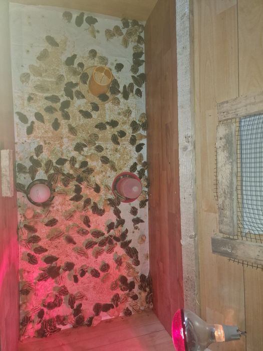Prepelite 1 zi 2,5 lei bucata la cumpărarea a 200 de bucăți!