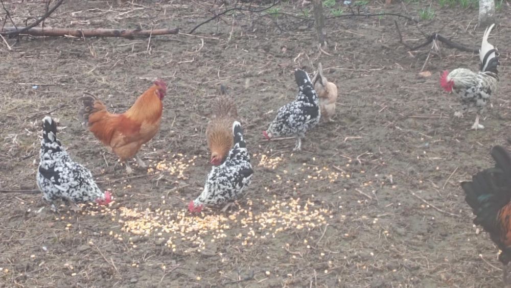 Vând oua de incubat mii de flori