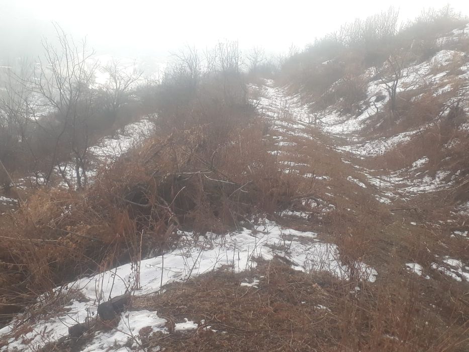 продам  сад срочно