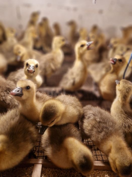 Гуси Крупно Серый и Линда