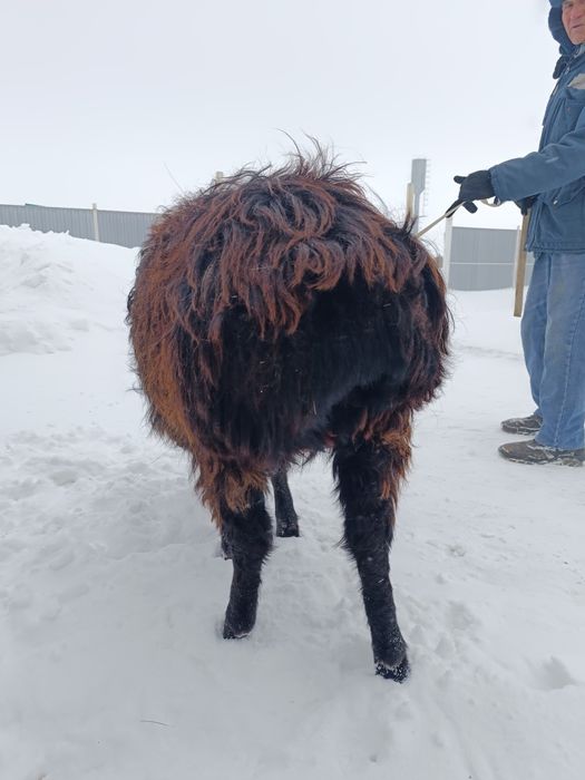 Соятын тоқты сатылады