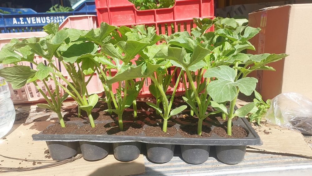 Приемам поръчки за разсад 2026г