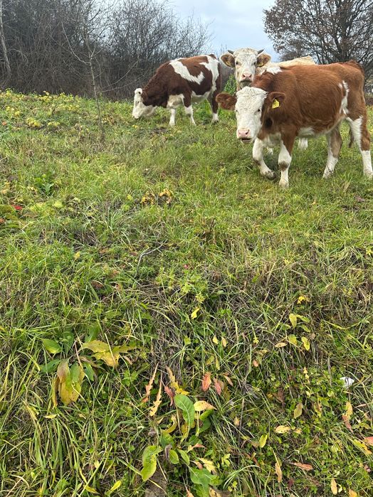 Viței sugari sau semiintarcati