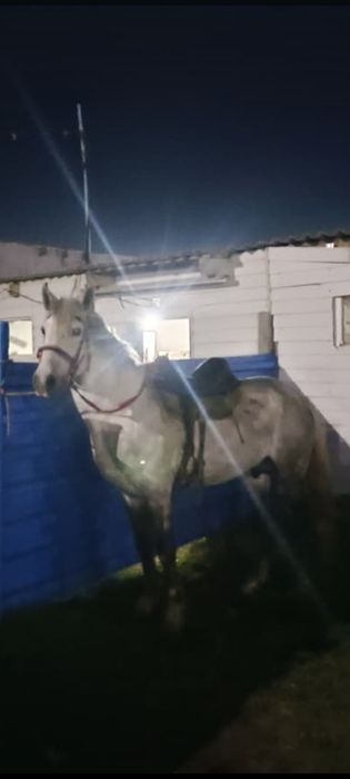 Продам жеребца, айгыр