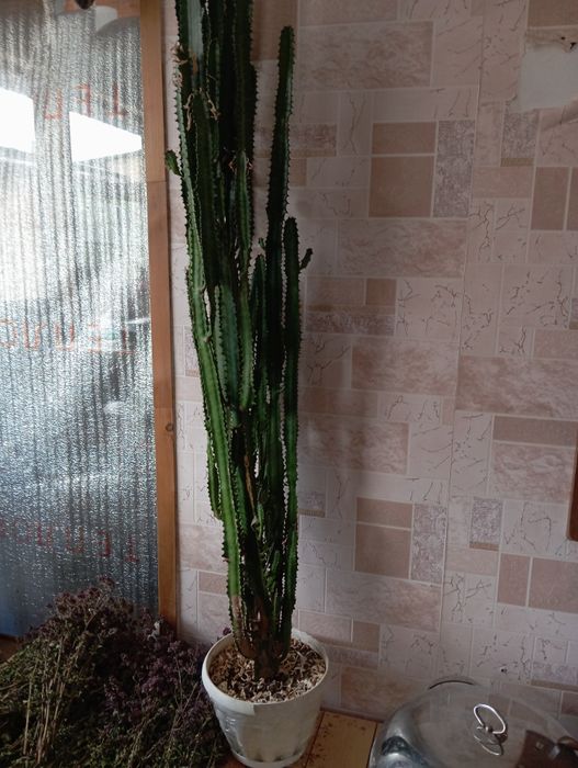 Продам домашний цветок