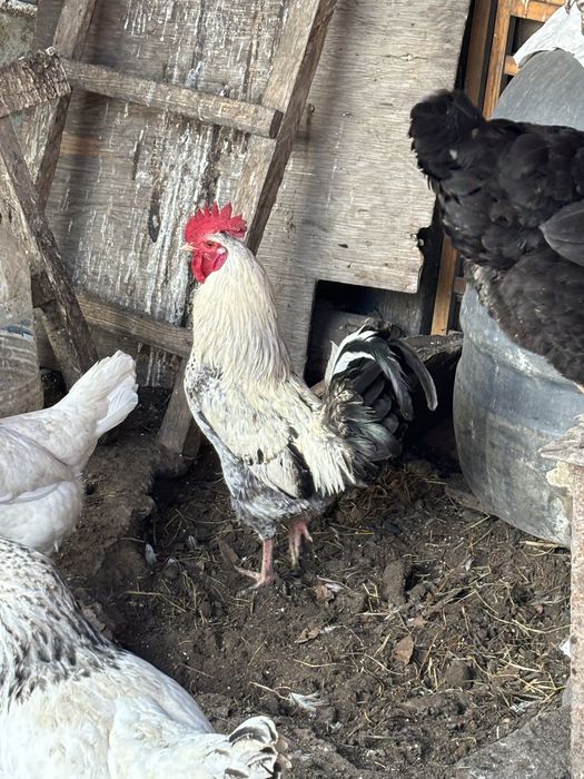 Продам петухов молодых