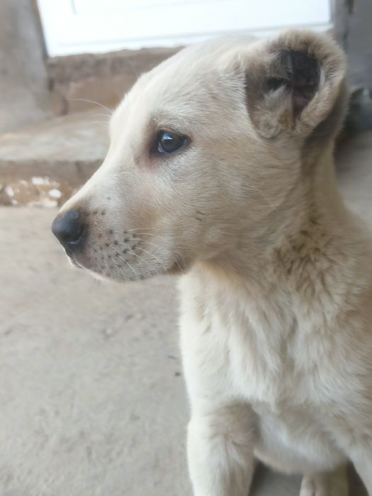 Turkmen alabay toza zot suchka