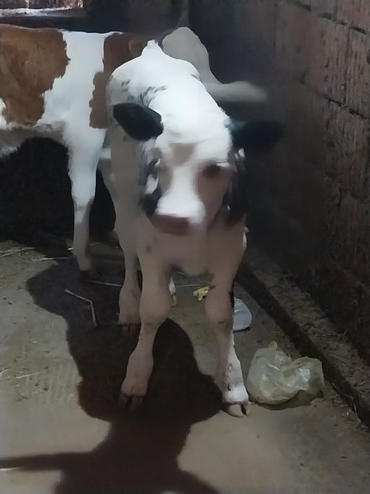 Vând vitei belga și baltat 2 sapt