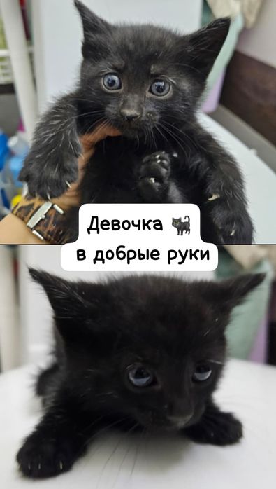 Котята в добрые руки