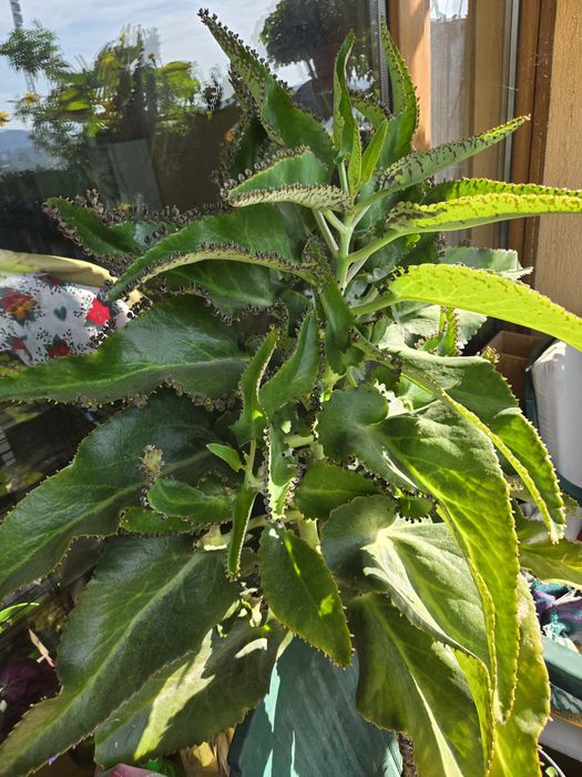 Лечебното каланхое Дегремонтиана