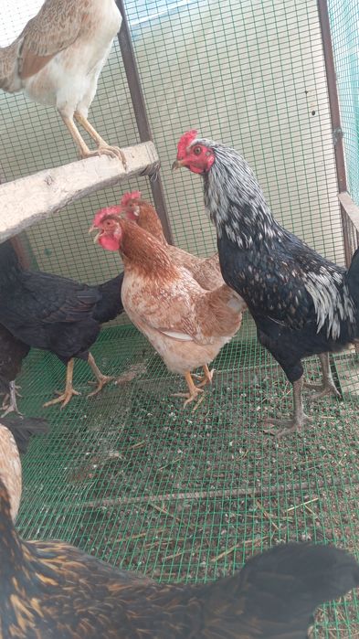 Xonaki tovuq sotiladi