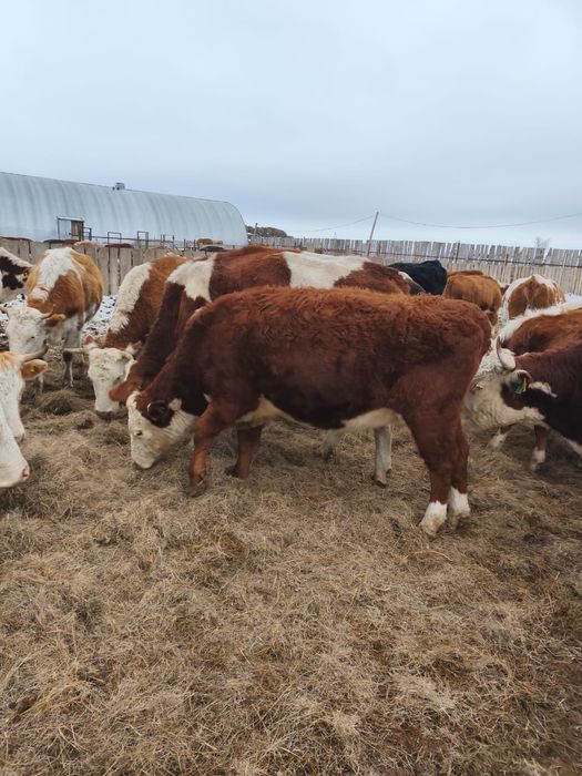 Соғымға сиыр сатылады.