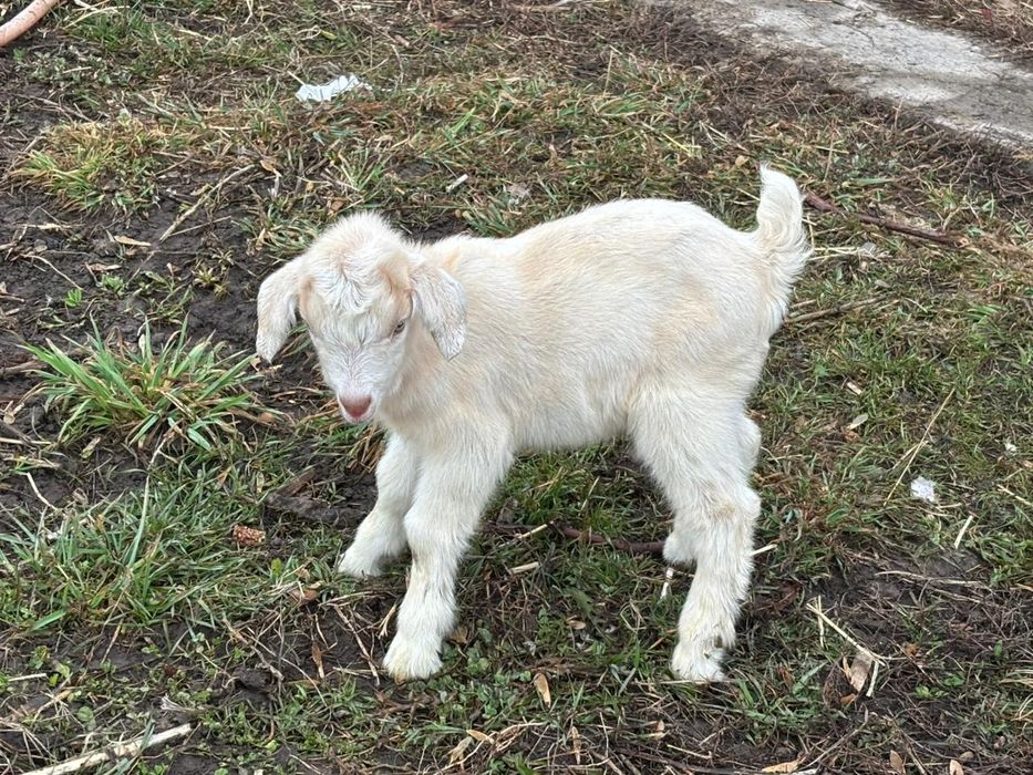 Еркек лақтар сатылалы