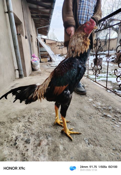 Дакан хороз сотилади