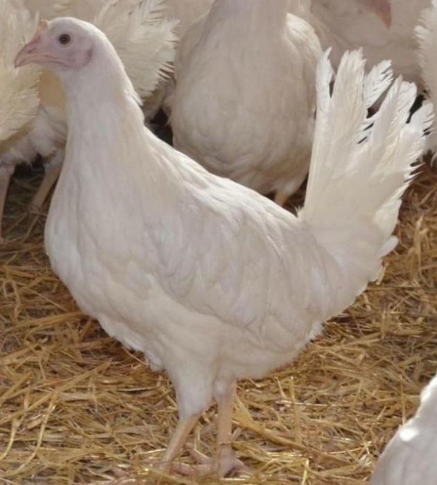 Куры МОЛОДКИ Леггорн