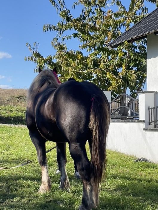 De vânzare manza de 6 luni mai multe detalii sunați la numărul de tele