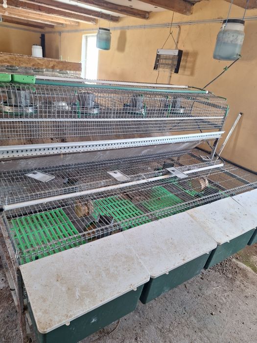 Custi iepuri profesionale