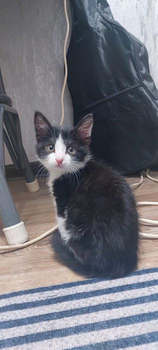 Отдам котенка девочку в добрые руки