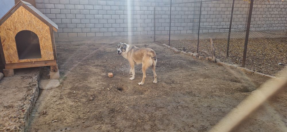 Продам будку для собаки