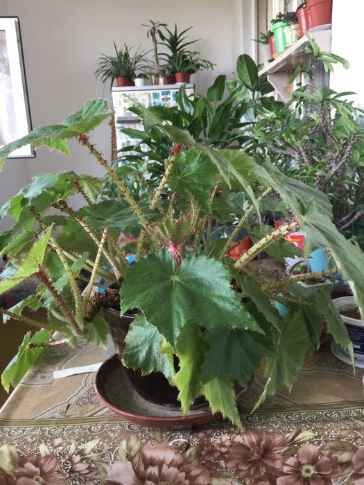 Цветы комнатные , разные