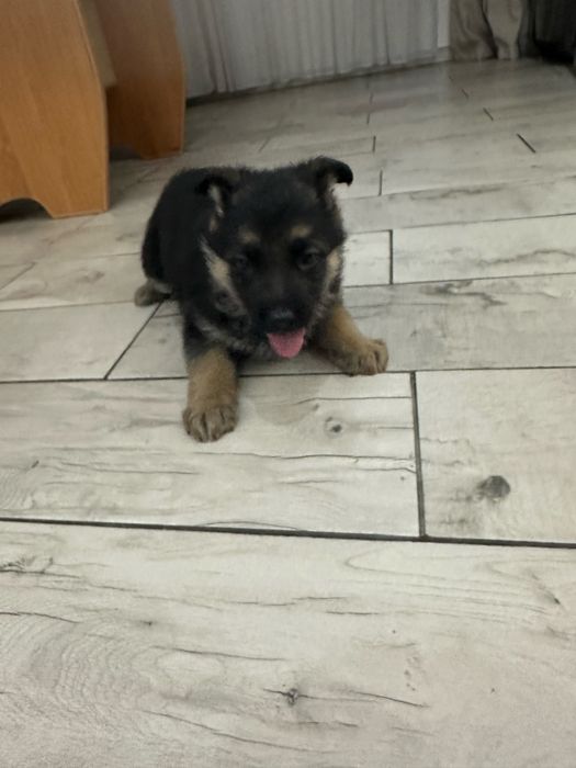 Продам щенка немецкой овчарки