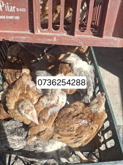 Pui carne și pui rasă mixtă