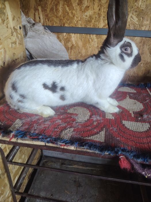 Disponibili iepuri diferite rase