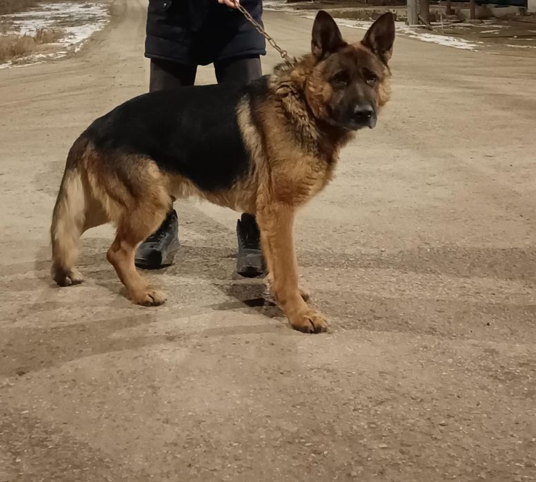 Продаётся кобель немецкой овчарки!