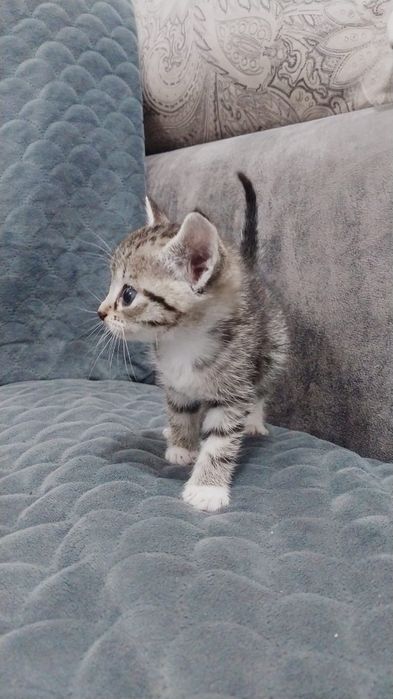 Отдам котят бесплатно