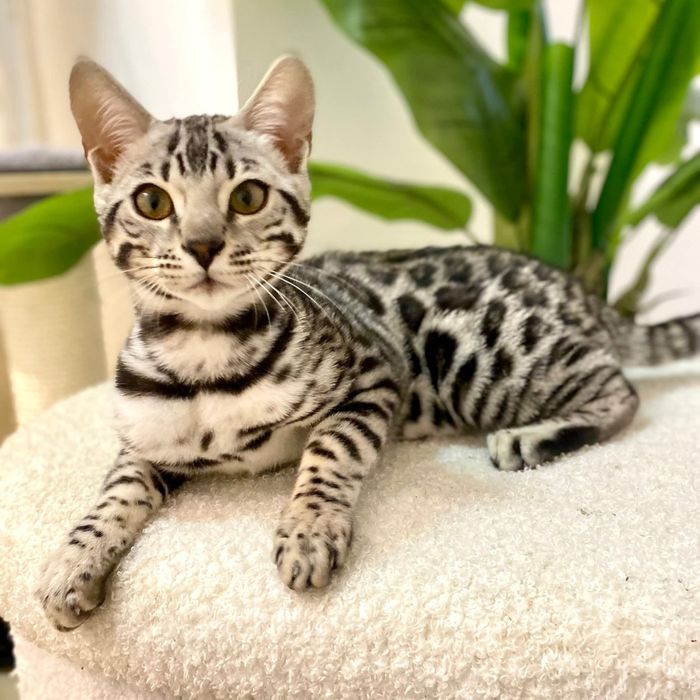 Серебряный бенгальский котёнок