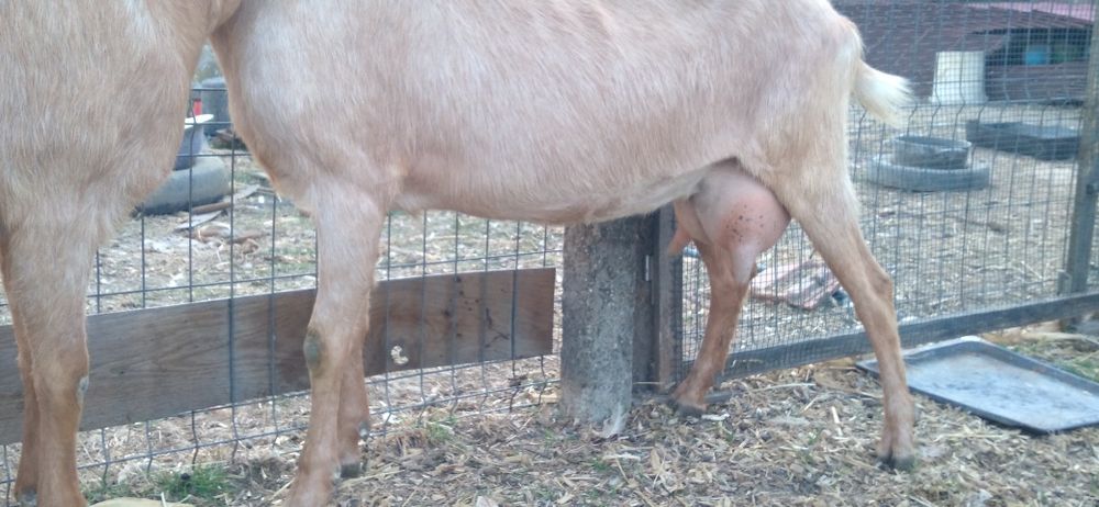 Două capre de vânzare