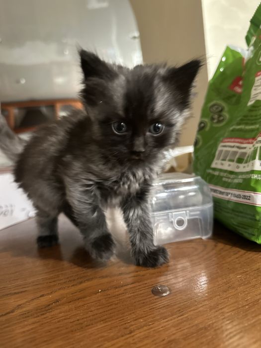 Котенок , кот , домашний питомец