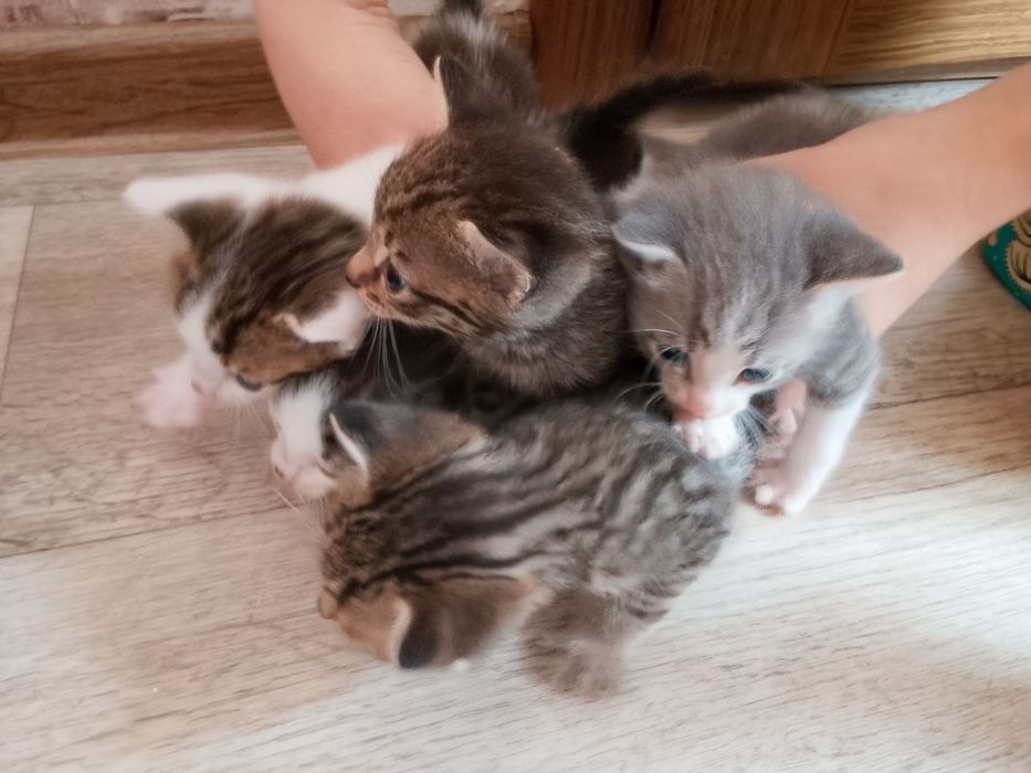 Отдадим котят в добрые руки