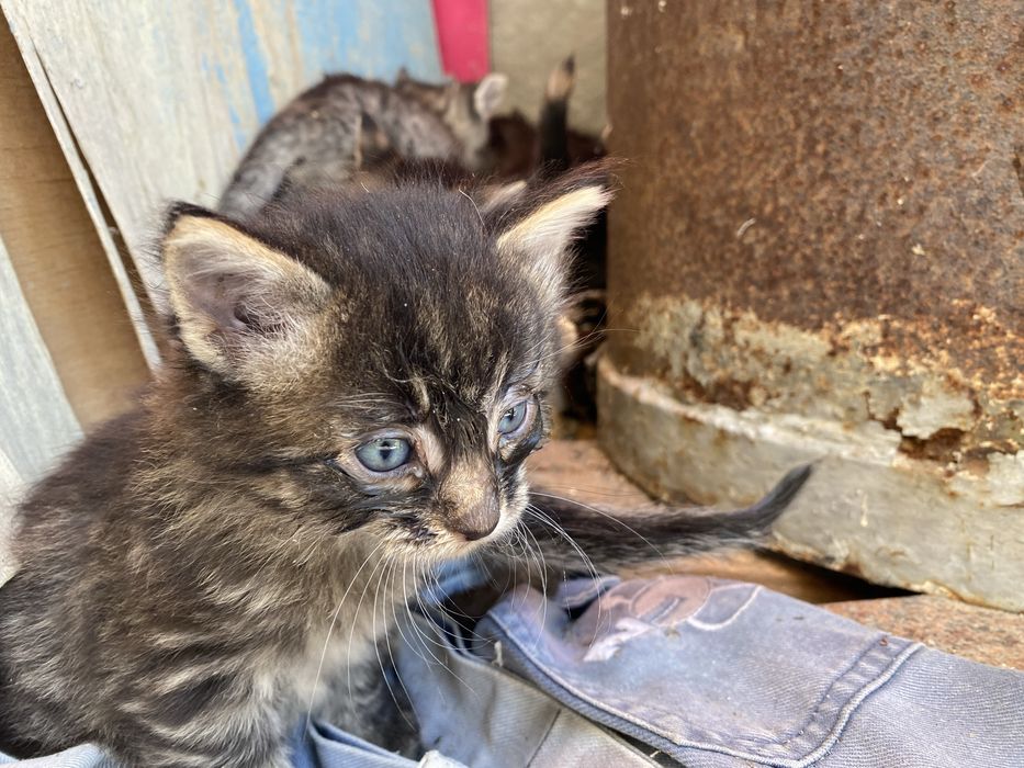 Pui de pisica - adoptati un pui de pisica Teleorman