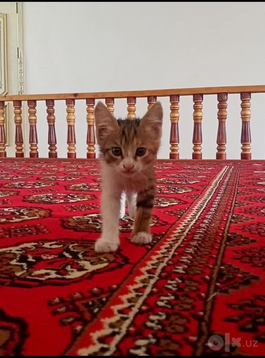 Mushuk sotiladi!
