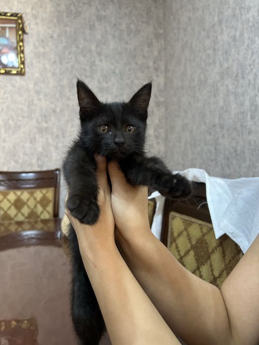 Отдам в добрые руки котёнка