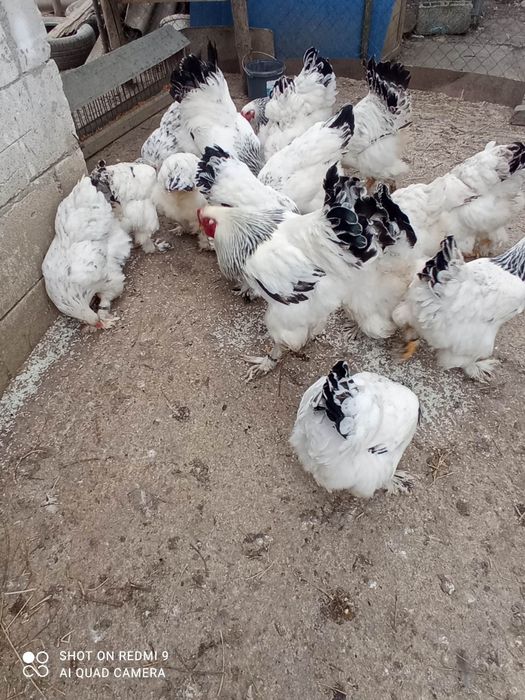 Ouă pentru incubat!