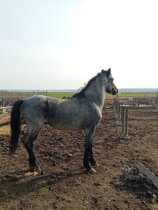 Armăsar metis de Lipitan + o iapa gestanta în 7 luni