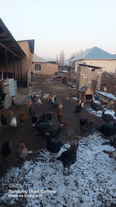 Тауықтар үйдікі үндіктер