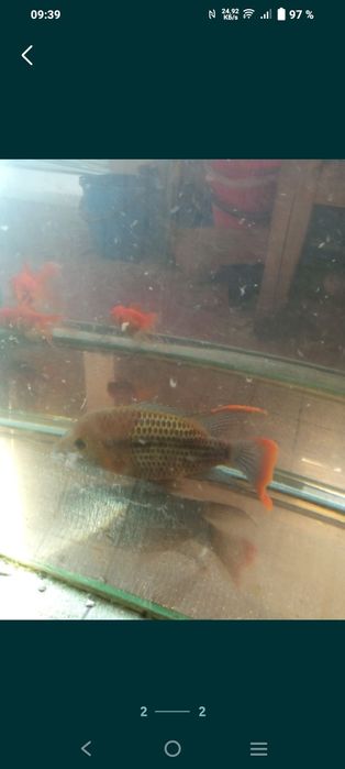 Продаётся бирюзовая акара