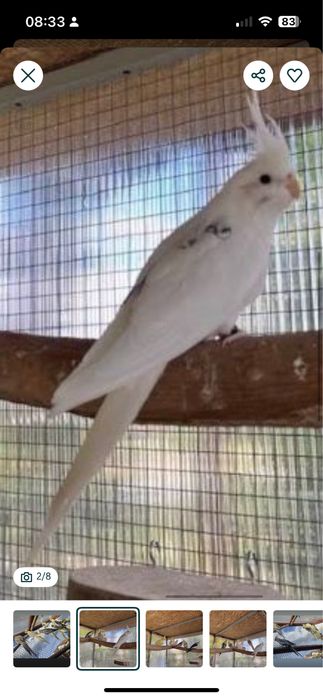 Nimfa superba perechi si tineret