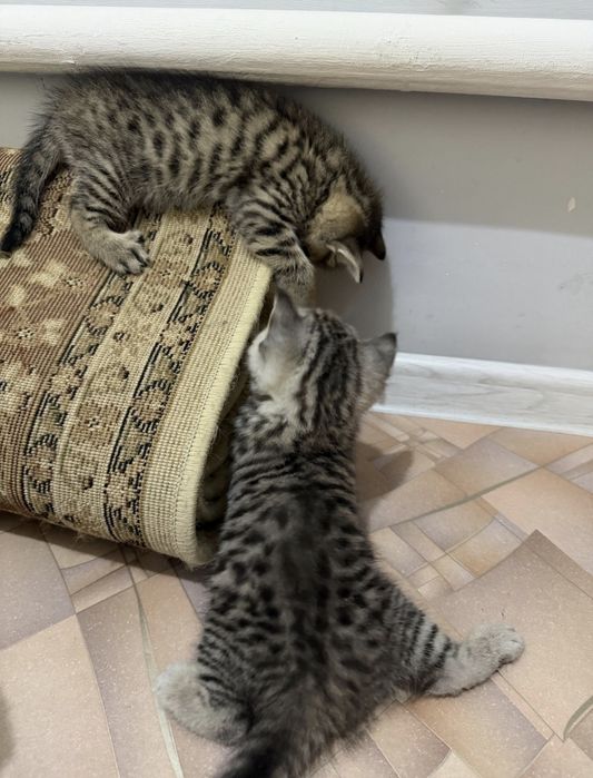 Шотландские котята