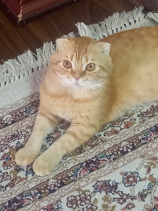 Viyazkaga erkak mushuk